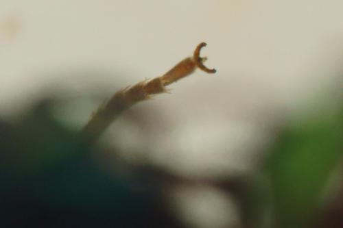 Hedychrum sp.